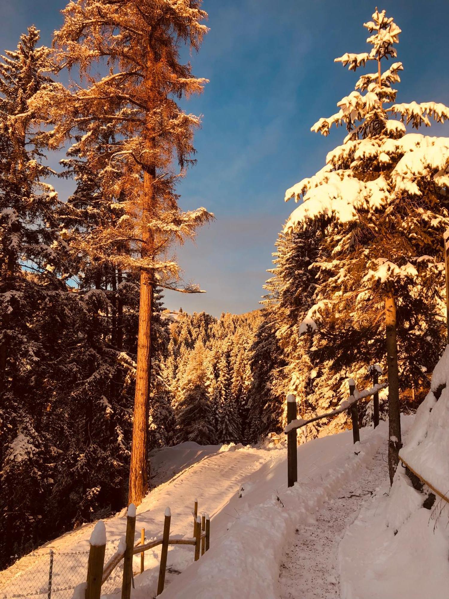 Chalet Tschattlhof Dolomites Cavalese Dış mekan fotoğraf